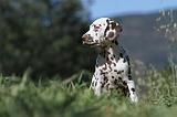 DALMATIEN 052